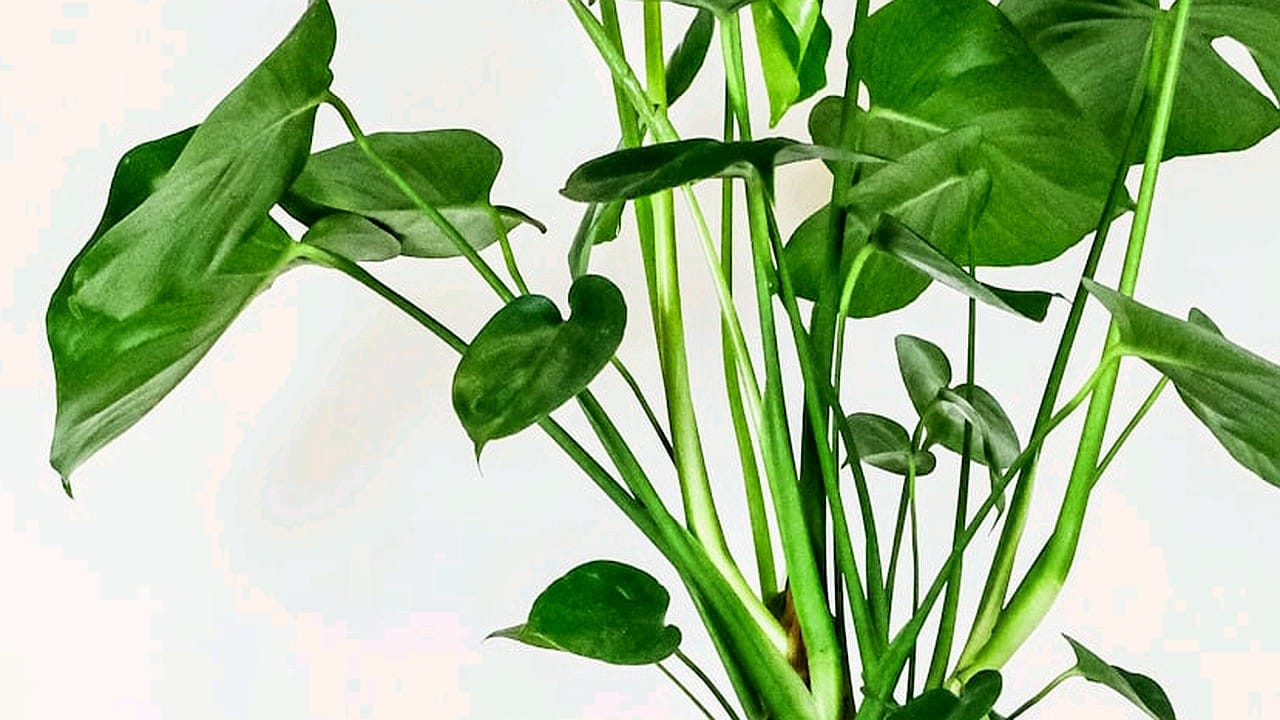 Guide pratique : Herbes aromatiques d’intérieur : lesquelles choisir ?