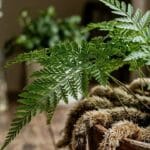 Guide pratique : Cultiver du basilic en appartement en hiver