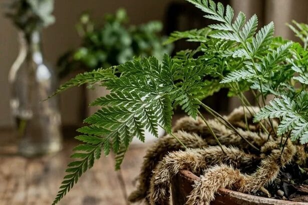 Guide pratique : Cultiver du basilic en appartement en hiver