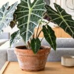 Guide pratique : Lombricomposteur d’appartement sans odeur : guide