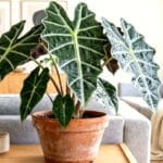 Guide pratique : Arrosage des plantes pendant les vacances : solutions