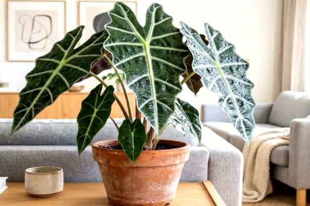 Guide pratique : Arrosage des plantes pendant les vacances : solutions