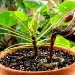 Guide pratique : Dracaena : entretien, arrosage et beau feuillage