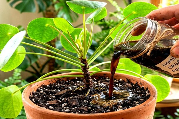 Guide pratique : Dracaena : entretien, arrosage et beau feuillage