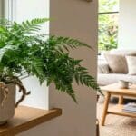 Guide pratique : Herbes aromatiques en cuisine : guide de culture
