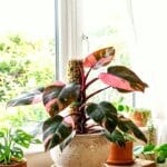 Guide pratique : Hygrométrie plantes tropicales appartement : mesurer et ajuster sans moisissure