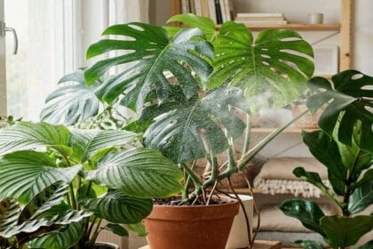 Guide pratique : Plantes fleuries faible luminosité : lesquelles choisir pour une pièce peu lumineuse ?