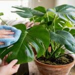 Guide pratique : Plantes pour exposition nord en appartement : options robustes et placement