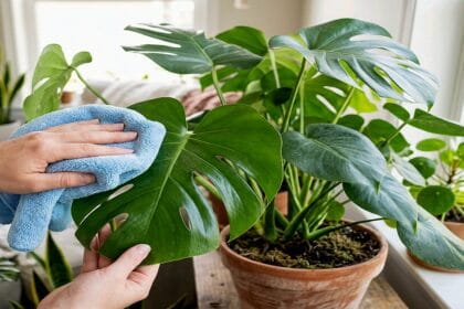 Guide pratique : Plantes pour exposition nord en appartement : options robustes et placement