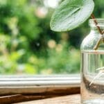 Guide pratique : Plantes suspendues non toxiques pour chat : sécuriser le choix et la fixation
