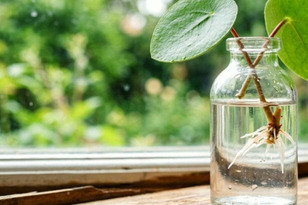 Guide pratique : Plantes suspendues non toxiques pour chat : sécuriser le choix et la fixation