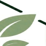 Guide pratique : Plante retombante pour soleil direct : les espèces qui supportent vraiment la lumière