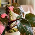 Guide pratique : Nématodes SF contre les moucherons : comment les utiliser dans les pots