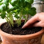 Guide pratique : Terre de diatomée contre les moucherons : ce qu’elle fait, ses limites et les précautions