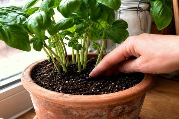 Guide pratique : Terre de diatomée contre les moucherons : ce qu’elle fait, ses limites et les précautions