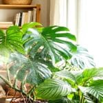 Guide pratique : Cochenilles Farineuses Traitement Naturel : 5 Remèdes Radicalement Efficaces