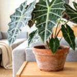 Guide pratique : Plantes d&rsquo;Intérieur Increvables : 7 Astuces Ultime pour Débutants