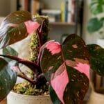 Guide pratique : Chlorophytum Plante Araignée Bouture : 3 Secrets pour Sauver vos Pots