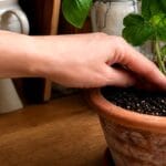 Guide pratique : Traitement Naturel Sciarides Plantes : 5 Secrets pour Sauver vos Pots