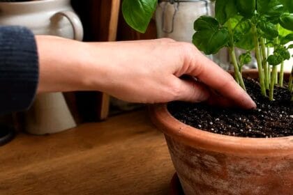 Guide pratique : Traitement Naturel Sciarides Plantes : 5 Secrets pour Sauver vos Pots