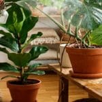 Guide pratique : Perlite Substrat Bouturage : 3 Secrets pour Sauver vos Racines