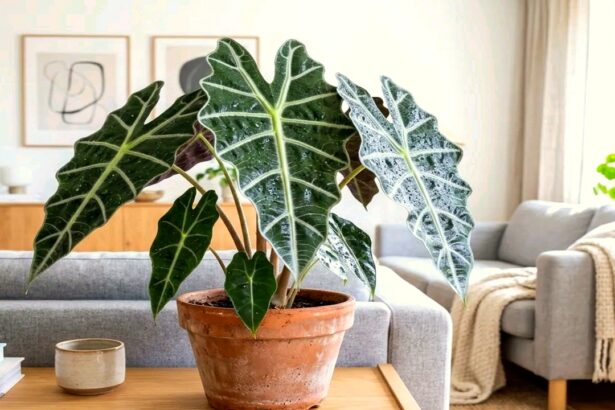 Guide pratique : Menthe en Pot Intérieur : 5 Secrets pour Sauver votre Plante