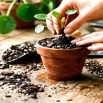 Guide pratique : Spathiphyllum Fleur de Lune Entretien : 3 Secrets pour Sauver vos Pots