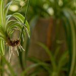 Guide pratique : Ficus Tineke Plant : 5 Secrets pour Sauver vos Feuilles