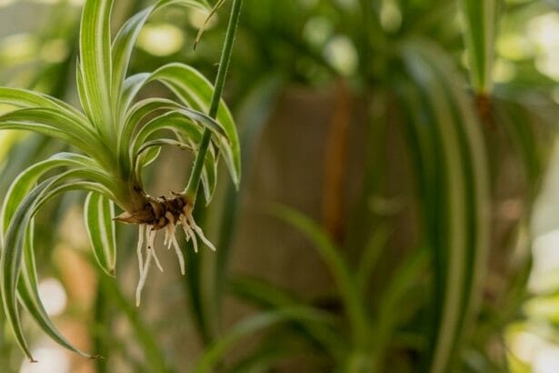 Guide pratique : Ficus Tineke Plant : 5 Secrets pour Sauver vos Feuilles