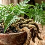 Guide pratique : Caoutchouc Plante : 5 Secrets pour Sauver votre Ficus