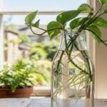 Guide pratique : Plante Aquatique : 5 Secrets pour Réussir votre Bassin