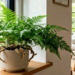 Guide pratique : Pilea Peperomioides Entretien : 5 Secrets pour Sauver vos Rejets