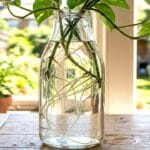 Guide pratique : Monstera Deliciosa Entretien : 5 Secrets pour Sauver vos Feuilles
