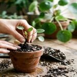 Guide pratique : Ficus Lyrata Entretien : 5 Secrets pour Sauver vos Grandes Feuilles