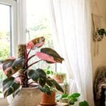 Guide pratique : Sansevieria Trifasciata Entretien : 5 Secrets pour Sauver vos Épées