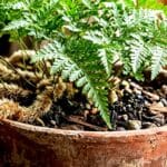 Guide pratique : Anthurium Andreanum Entretien : 5 Secrets pour Sauver vos Fleurs