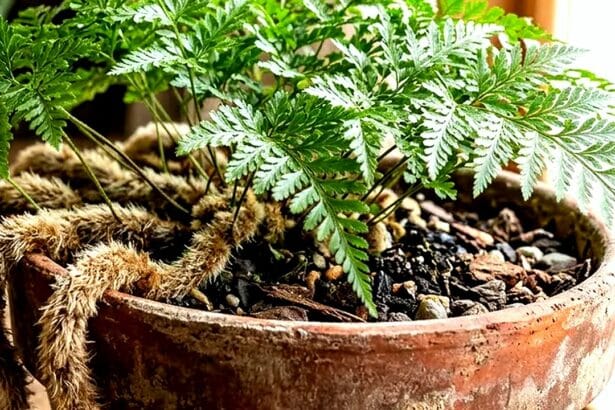 Guide pratique : Anthurium Andreanum Entretien : 5 Secrets pour Sauver vos Fleurs