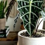 Guide pratique : Chlorophytum Comosum Entretien : 5 Secrets pour Sauver vos Stolons