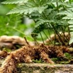 Guide pratique : Fougère de Boston Entretien : 5 Secrets pour Sauver vos Frondes