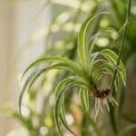 Guide pratique : Spathiphyllum Fleur de Lune Entretien : 5 Secrets pour Sauver vos Fleurs