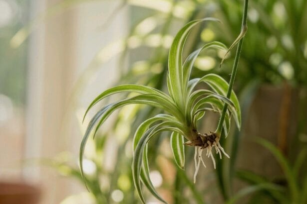 Guide pratique : Spathiphyllum Fleur de Lune Entretien : 5 Secrets pour Sauver vos Fleurs