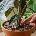 Guide pratique : Dracaena Marginata Entretien : 5 Secrets pour Sauver votre Dragonnier