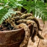 Guide pratique : 5 plantes sculpturales pour un salon minimaliste : guide déco et entretien