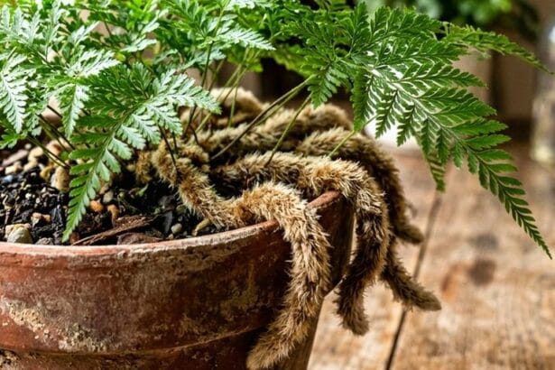 Guide pratique : 5 plantes sculpturales pour un salon minimaliste : guide déco et entretien