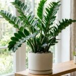 Zamioculcas ZZ plant en pot avec des tiges fermes et brillantes