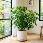Schefflera arboricola arbre ombrelle en pot blanc dans un salon lumineux