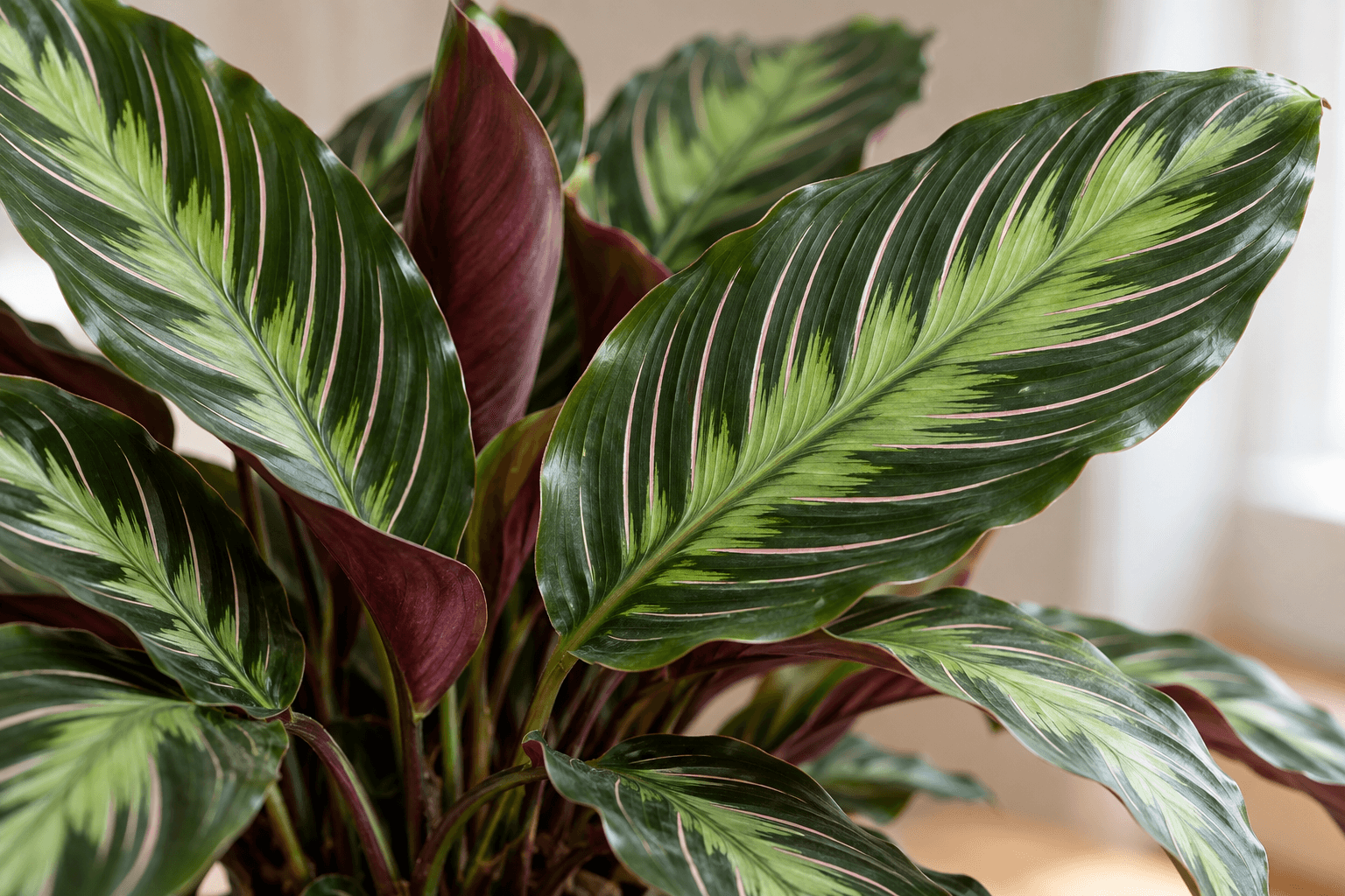 Calathea Beauty Star : détail du feuillage