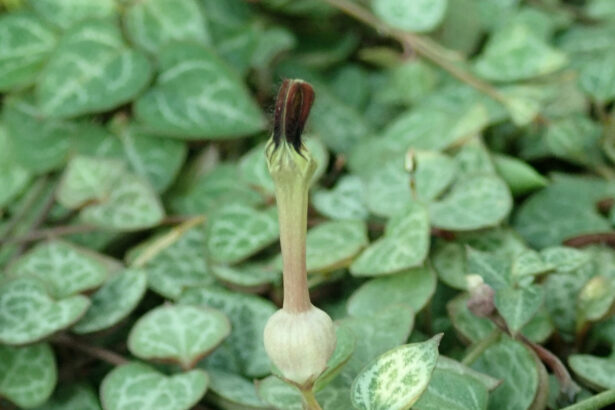 Feuilles en forme de cœur et fleur tubulaire de Ceropegia woodii