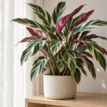 Ctenanthe oppenheimiana : vue de la plante en pot
