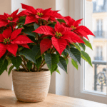 Poinsettia : vue de la plante en pot